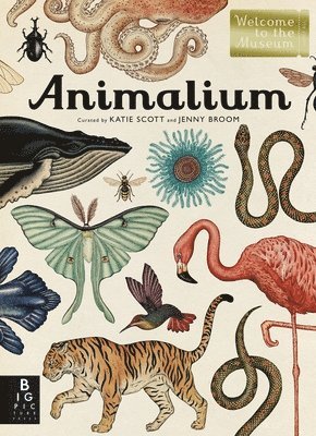 bokomslag Animalium: Welcome to the Museum