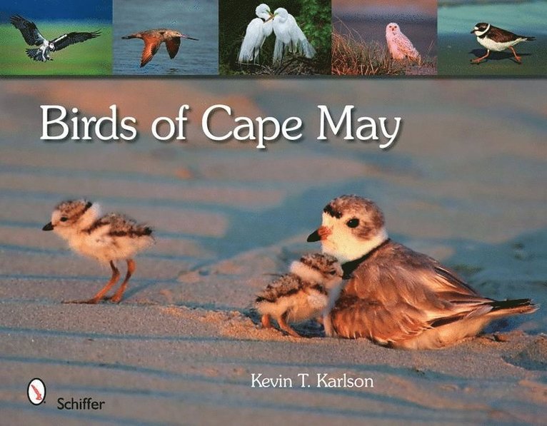 Birds of Cape May, New Jersey 1