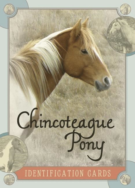 Chincoteague Pony Identification Cards 1