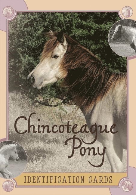 Chincoteague Pony Identification Cards: Set 2 1