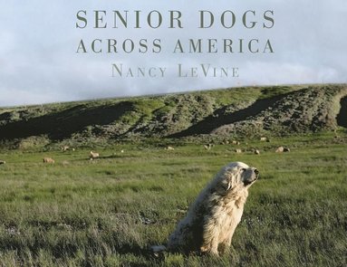 bokomslag Senior Dogs Across America