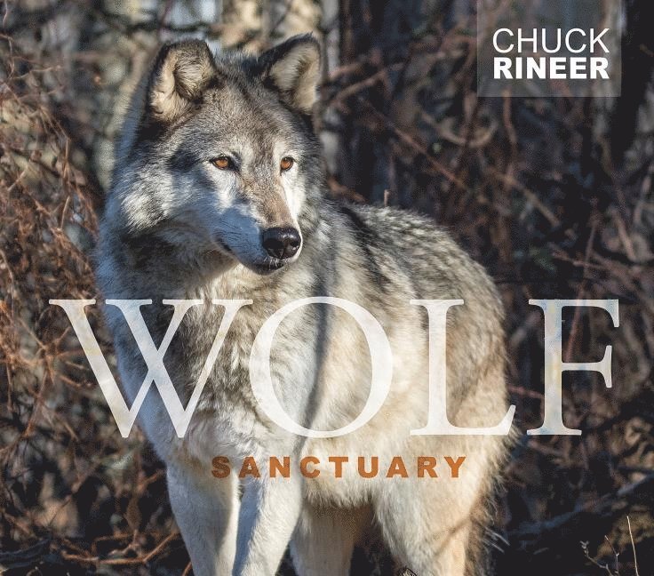 Wolf Sanctuary 1