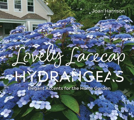 Lovely Lacecap Hydrangeas
