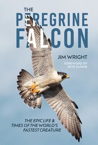 bokomslag Peregrine Falcon