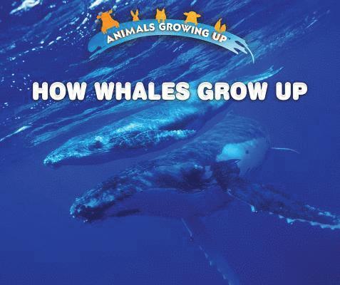 Lisa Idzikowski - How Whales Grow Up, Inbunden