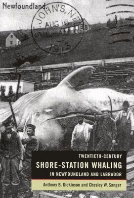 bokomslag Twentieth-Century Shore-Station Whaling in Newfoundland and Labrador