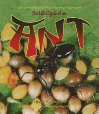 bokomslag Life Cycle of the Ant