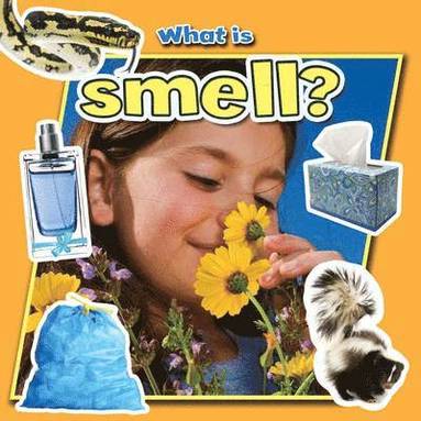 bokomslag What is Smell?