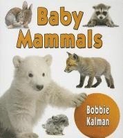 bokomslag Baby Mammals