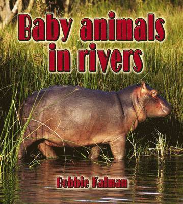 Bobbie Kalman - Baby Animals in Rivers, Häftad