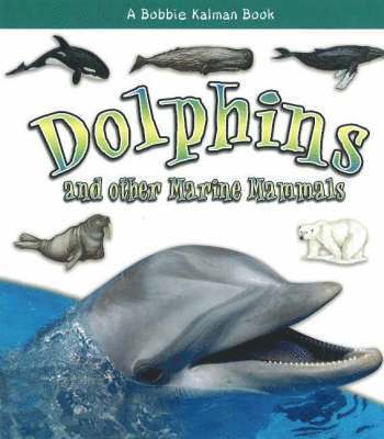 Dolphins and other Marine Mammals 1