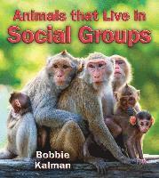 bokomslag Animals that Live in Social Groups