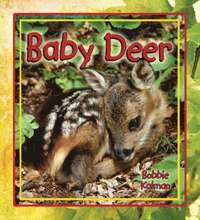 bokomslag Baby Deer