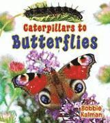 Caterpillars to Butterflys