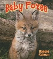 Bobbie Kalman, - Baby Foxes, Häftad