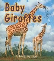 bokomslag Baby Giraffes