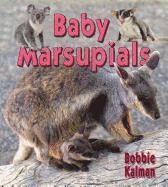 Baby Marsupials 1