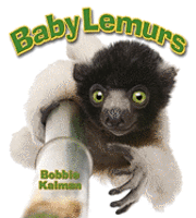 bokomslag Baby Lemurs