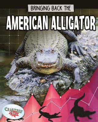 American Alligator 1