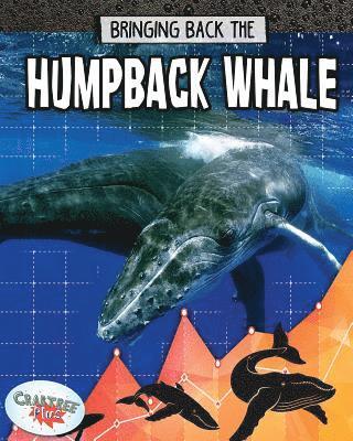 bokomslag Humpback Whale