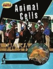 Animal Cells