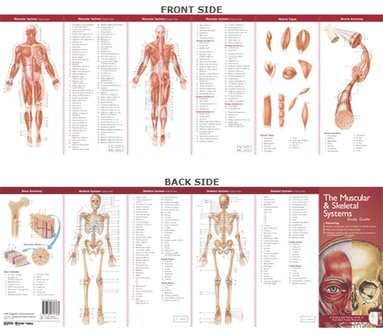 bokomslag Anatomical Chart Company's Illustrated Pocket Anatomy: The Muscular & Skeletal Systems Study Guide
