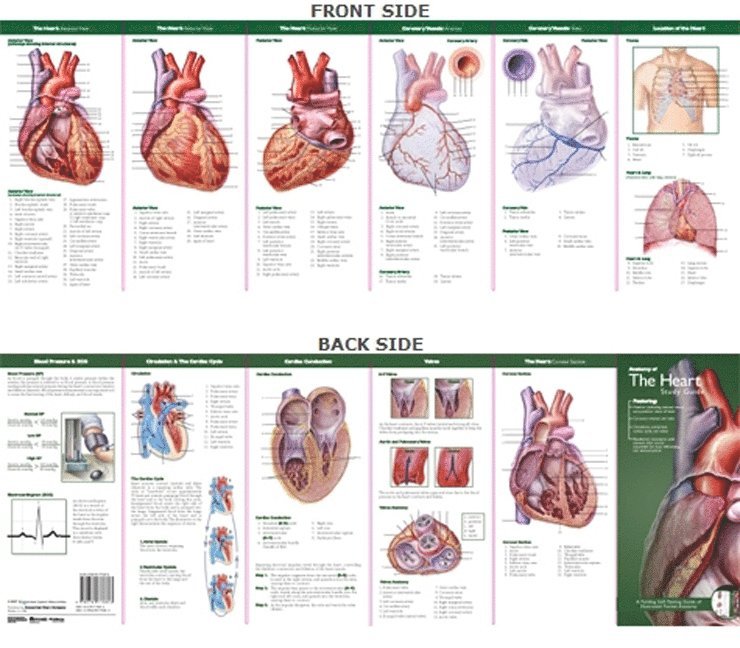 Anatomical Chart Company's Illustrated Pocket Anatomy: Anatomy of The Heart Study Guide 1