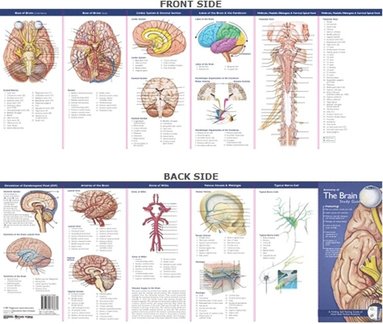 bokomslag Anatomical Chart Company's Illustrated Pocket Anatomy: Anatomy of The Brain Study Guide