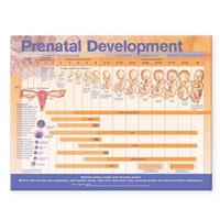 bokomslag Prenatal Development Anatomical Chart