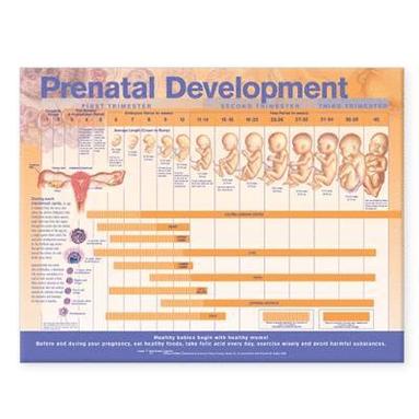 bokomslag Prenatal Development Anatomical Chart