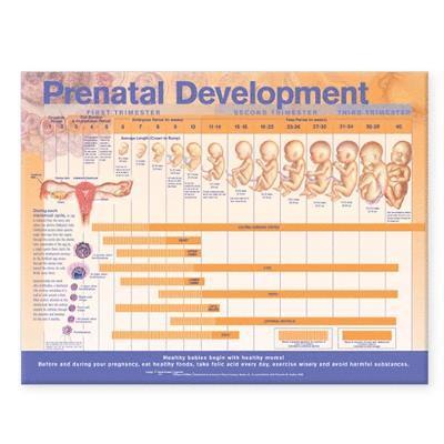 Prenatal Development Anatomical Chart 1