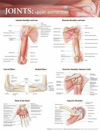 bokomslag Joints of the Upper Extremities Anatomical Chart