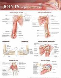 bokomslag Joints of the Upper Extremities Anatomical Chart