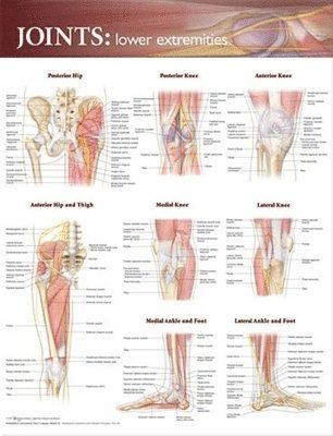 Joints of the Lower Extremities Anatomical Chart 1