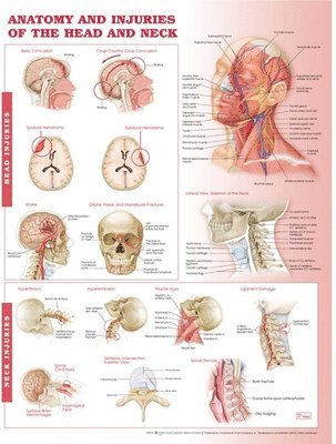 Anatomy and Injuries of the Head and Neck Anatomical Chart 1