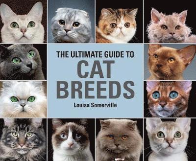The Ultimate Guide to Cat Breeds