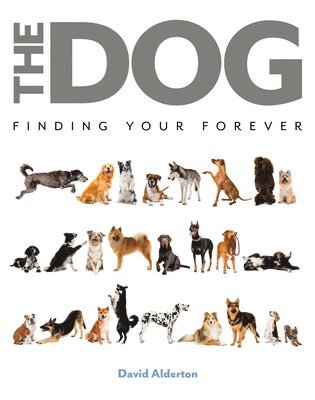 bokomslag Alderton, D: Dog