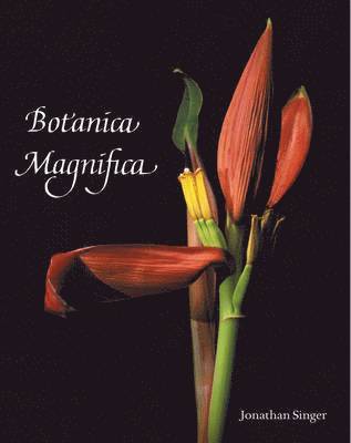 bokomslag Botanica Magnifica