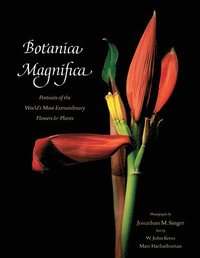 bokomslag Botanica Magnifica: Portraits of the World's Most Extraordinary Flowers and Plants