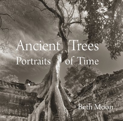 Ancient Trees 1