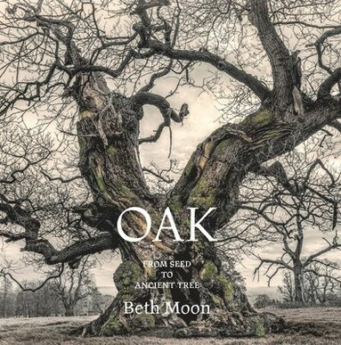 bokomslag Oak: From Seed to Ancient Tree