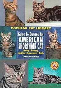 bokomslag Guide to Owning an American Shorthair Cat