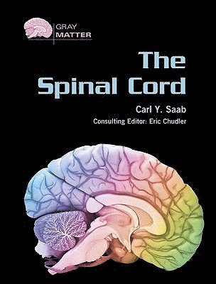 Spinal Cord