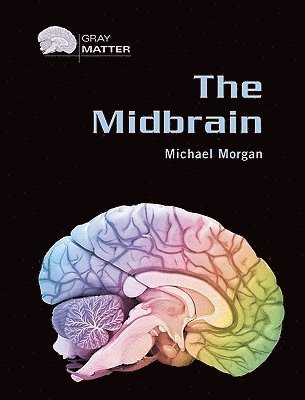 The Midbrain 1