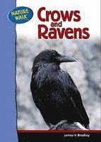 bokomslag Ravens and Crows