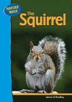 bokomslag Squirrel