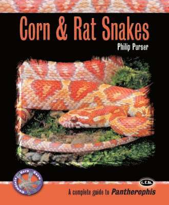 Corn and Rat Snakes