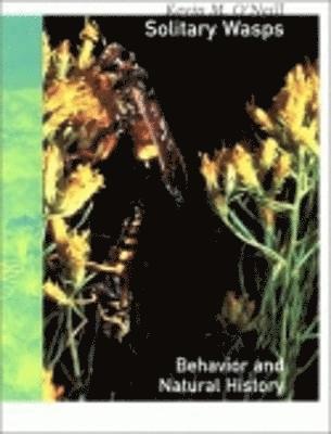 Solitary Wasps