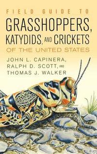 bokomslag Field Guide to Grasshoppers, Katydids, and Crickets of the United States