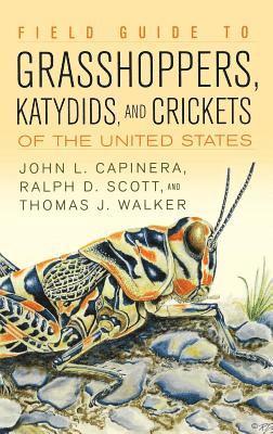 bokomslag Field Guide to Grasshoppers, Katydids, and Crickets of the United States